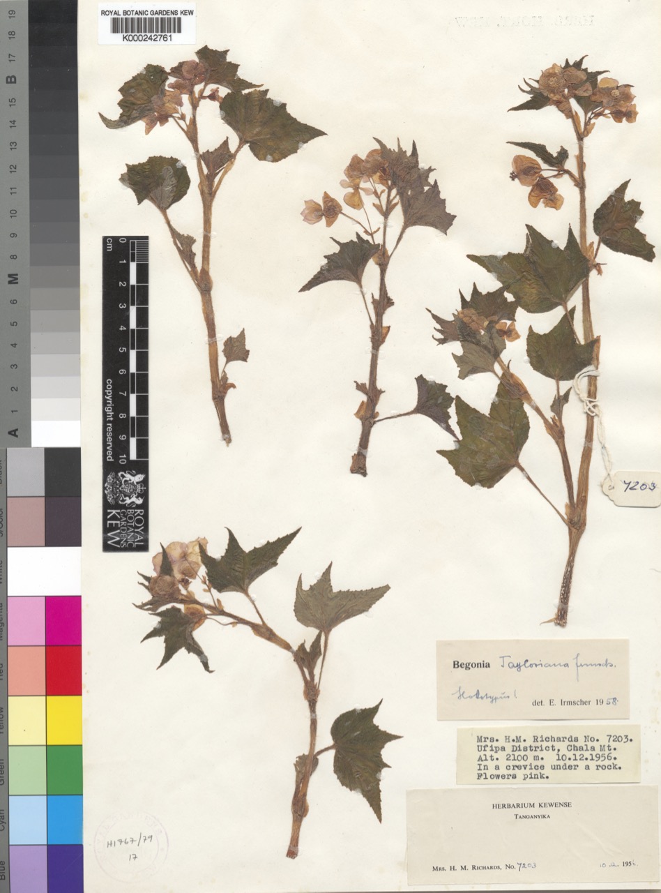 B. tayloriana